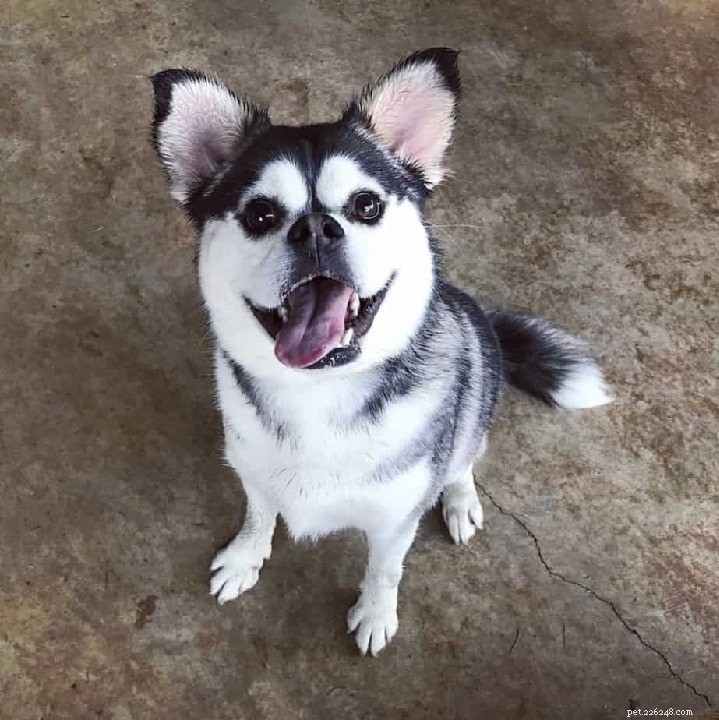 Husky-Pug Mix (Hug): Complete Breed Guide & Care Tips