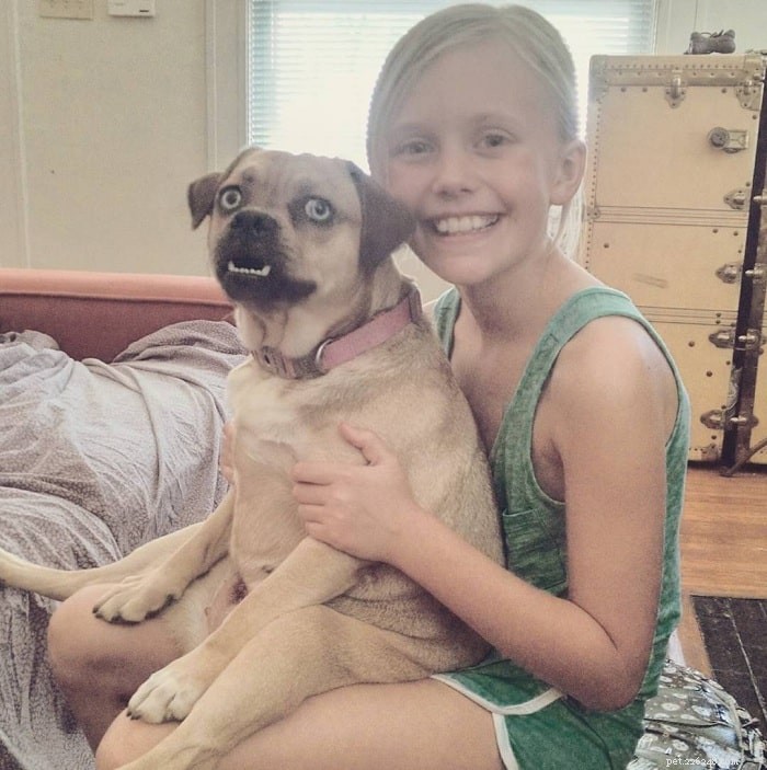 Husky-Pug Mix (Hug): Complete Breed Guide & Care Tips