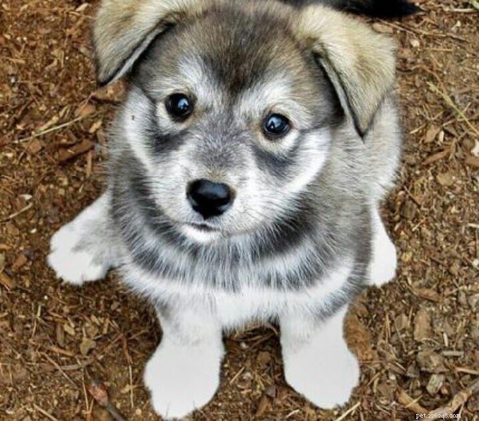 Husky-Pug Mix (Hug): Complete Breed Guide & Care Tips