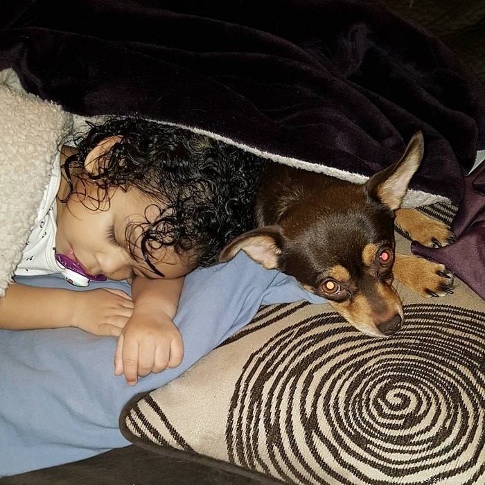 Jack Russell Chihuahua Mix (Jack Chi): Key Traits, Care, and Lifespan