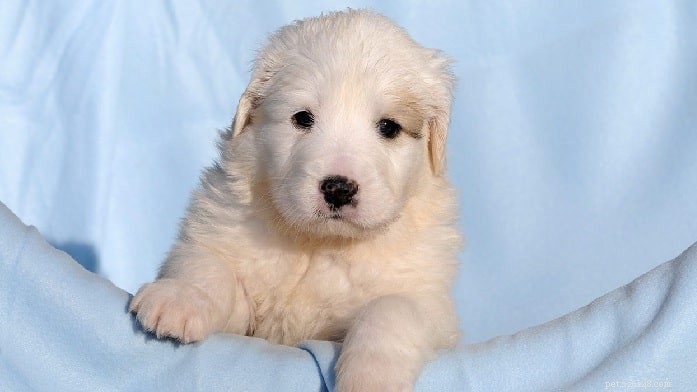 Pyrador Dog: Breed Profile, Origin, and Care Guide