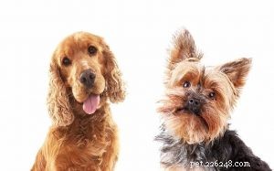 Corkie Dog Breed: Key Facts, Care & Characteristics