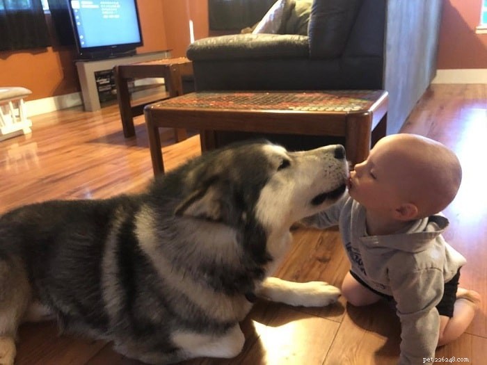 Wolamute Dog Breed: Origins, Traits & Care Guide