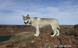 Wolamute Dog Breed: Origins, Traits & Care Guide