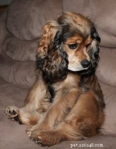 Corkie Dog Breed: Key Facts, Care & Characteristics