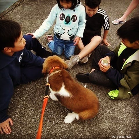 Comprehensive Guide to the Great Bernese Dog Breed