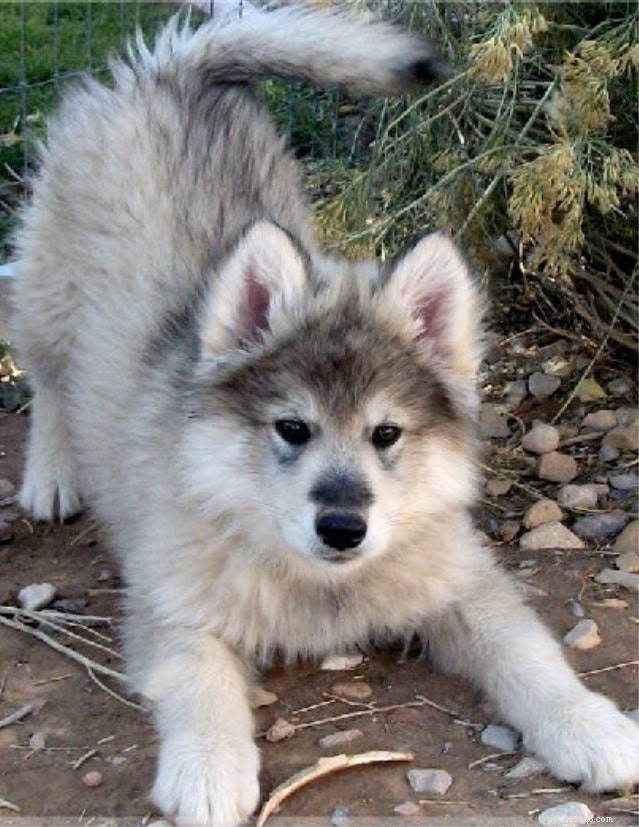 Wolamute Dog Breed: Origins, Traits & Care Guide