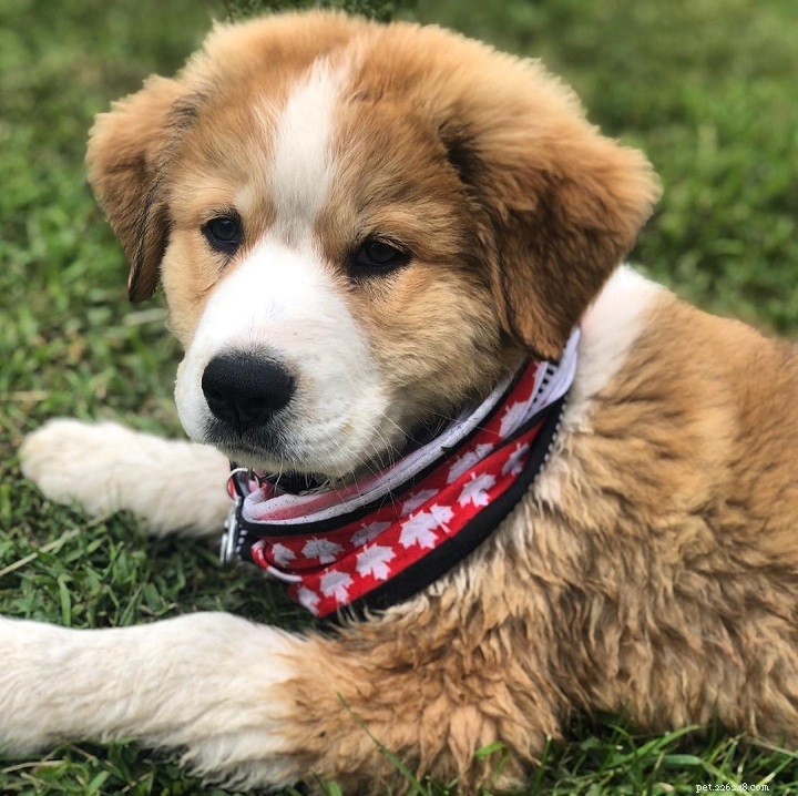Comprehensive Guide to the Great Bernese Dog Breed