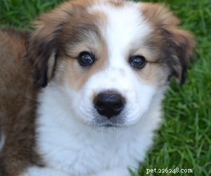 Comprehensive Guide to the Great Bernese Dog Breed