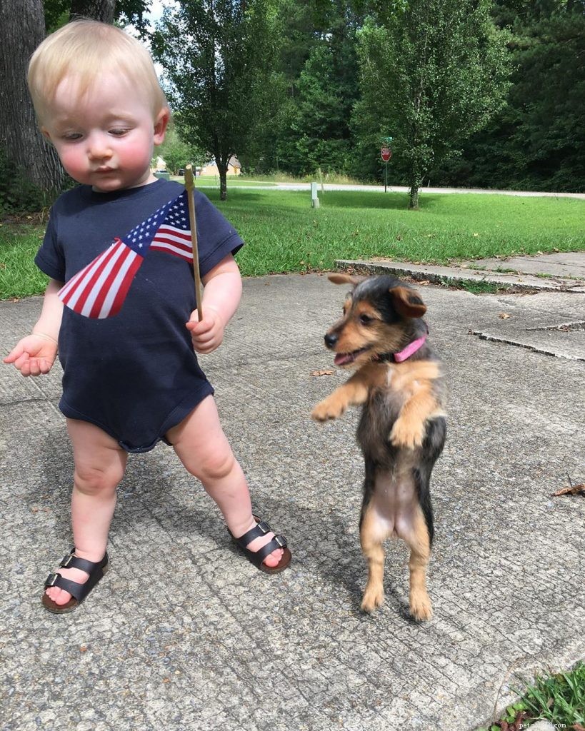 Dorkie Dog Breed Profile: Origins, Size & Care Guide