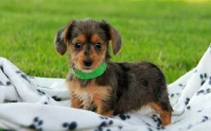 Dorkie Dog Breed Profile: Origins, Size & Care Guide