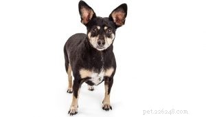 Chipin Dog Breed: Small, Friendly U.S. Companion