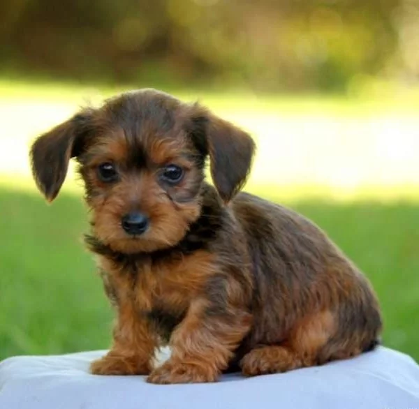 Dorkie Dog Breed Profile: Origins, Size & Care Guide