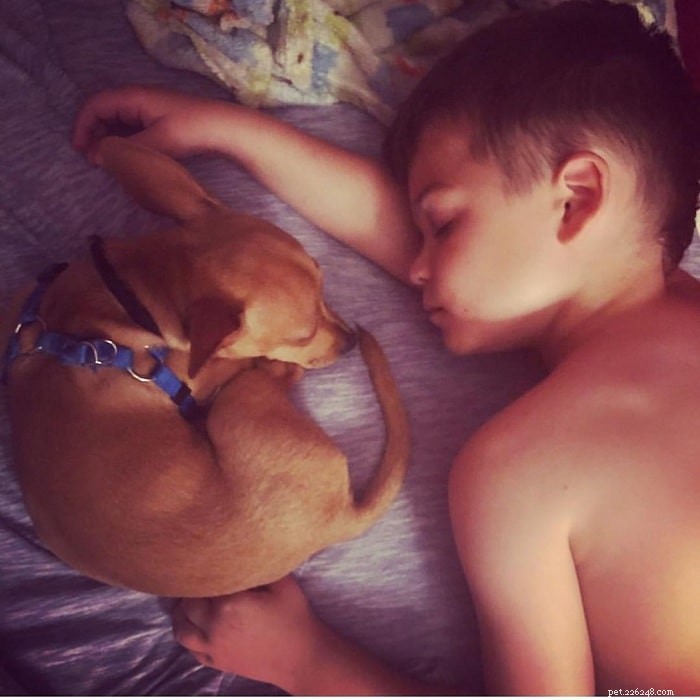 Chipin Dog Breed: Small, Friendly U.S. Companion