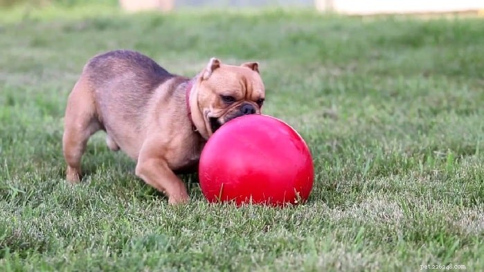 Shorty Bulldog Breed Profile: Characteristics, Care, and History