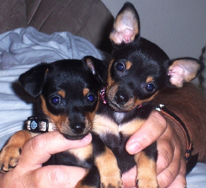 Chipin Dog Breed: Small, Friendly U.S. Companion