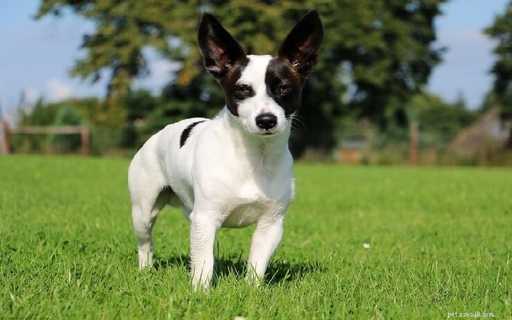 Top Chihuahua‑Terrier Mix Dog Breeds You Can Adopt