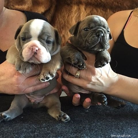 Shorty Bulldog Breed Profile: Characteristics, Care, and History