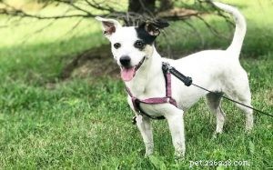Top Chihuahua‑Terrier Mix Dog Breeds You Can Adopt