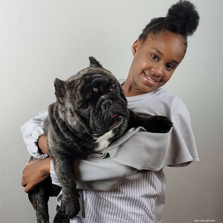 Shorty Bulldog Breed Profile: Characteristics, Care, and History