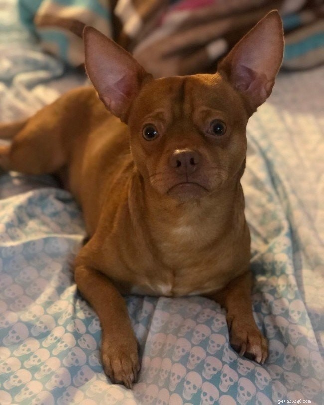 Top Chihuahua‑Terrier Mix Dog Breeds You Can Adopt