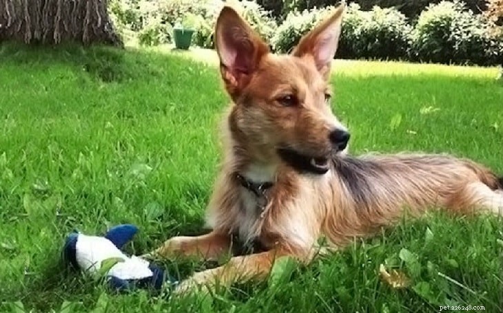 Top Chihuahua‑Terrier Mix Dog Breeds You Can Adopt