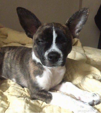 Top Chihuahua‑Terrier Mix Dog Breeds You Can Adopt
