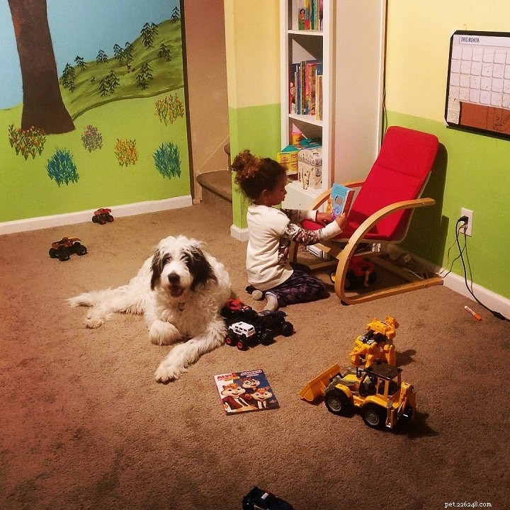 Newfypoo: Expert Overview of the Newfoundland-Poodle Hybrid