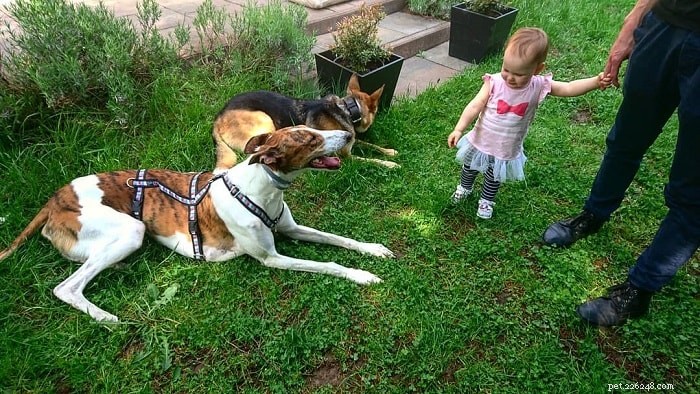 Polish Greyhound (Polski) – Comprehensive Breed Profile