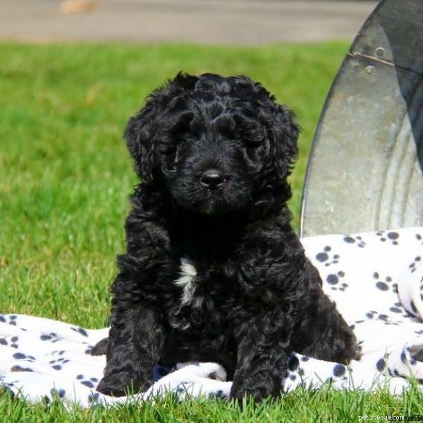 Newfypoo: Expert Overview of the Newfoundland-Poodle Hybrid