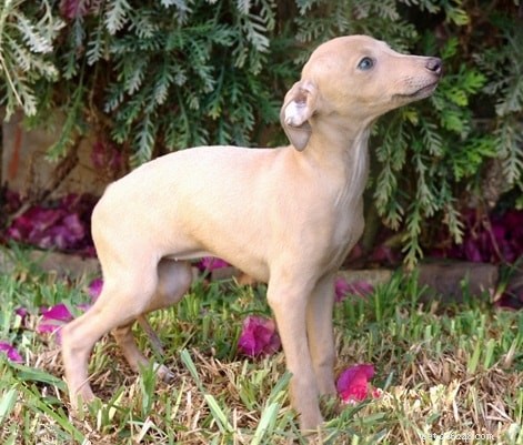 Polish Greyhound (Polski) – Comprehensive Breed Profile
