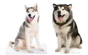 Alusky: Your Comprehensive Guide to the Husky-Malamute Hybrid