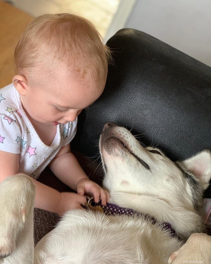 Alusky: Your Comprehensive Guide to the Husky-Malamute Hybrid