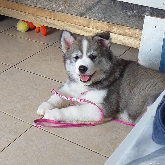 Alusky: Your Comprehensive Guide to the Husky-Malamute Hybrid