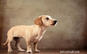 Schweenie Dog: Complete Breed Guide & Care Tips