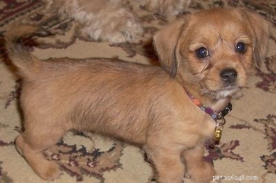 Schweenie Dog: Complete Breed Guide & Care Tips