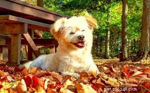Eskipoo Dog Breed Guide: Size, Life Span, and Care