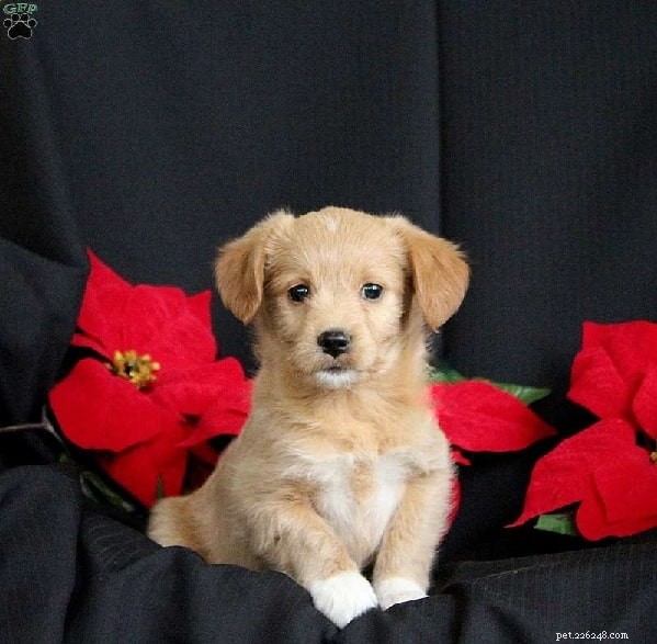 Eskipoo Dog Breed Guide: Size, Life Span, and Care