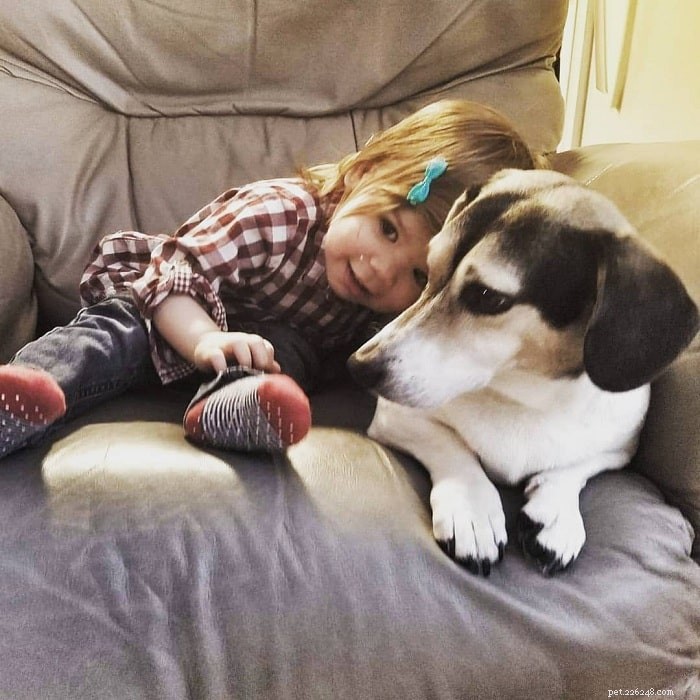 Doxle Dog Breed: Full Profile & Care Guide