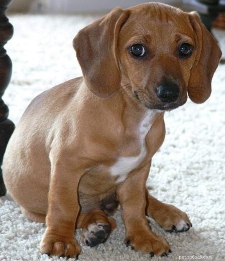 Doxle Dog Breed: Full Profile & Care Guide