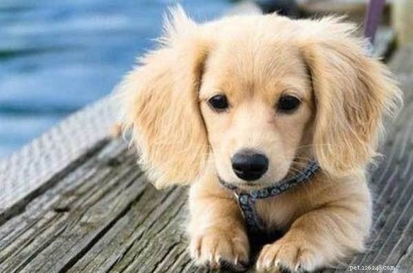 Golden Dox: The Ultimate Guide to the Golden Retriever-Dachshund Mix