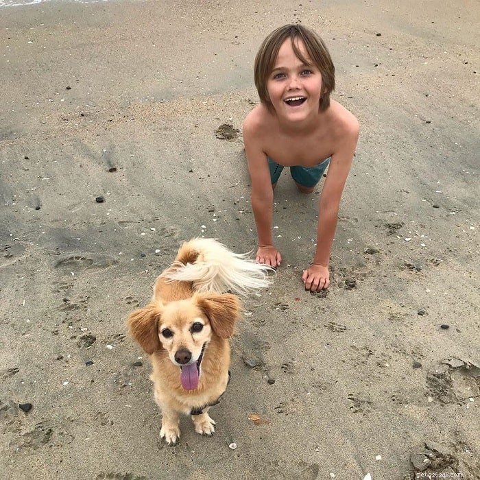 Golden Dox: The Ultimate Guide to the Golden Retriever-Dachshund Mix