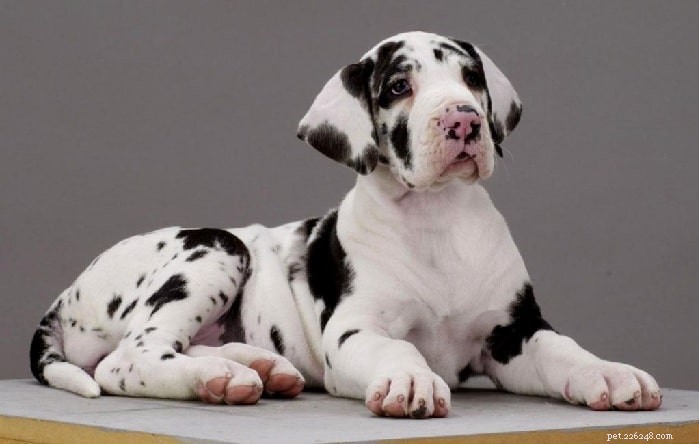 Saint Dane Dog: Comprehensive Breed Profile & Care Guide