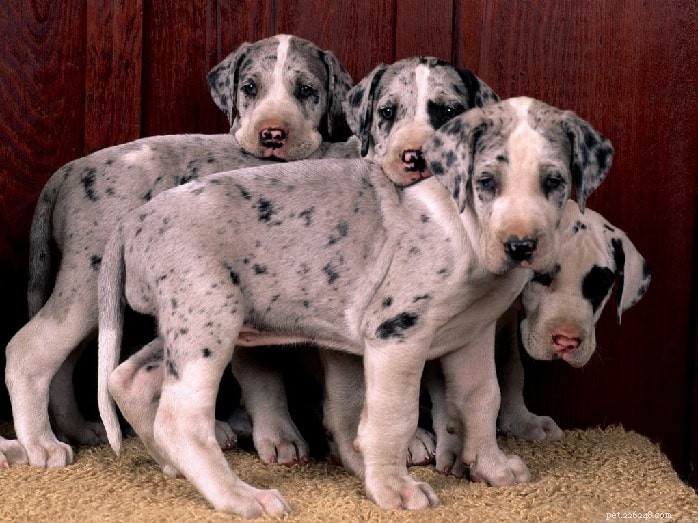 Saint Dane Dog: Comprehensive Breed Profile & Care Guide