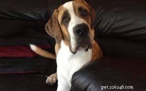 Saint Dane Dog: Comprehensive Breed Profile & Care Guide