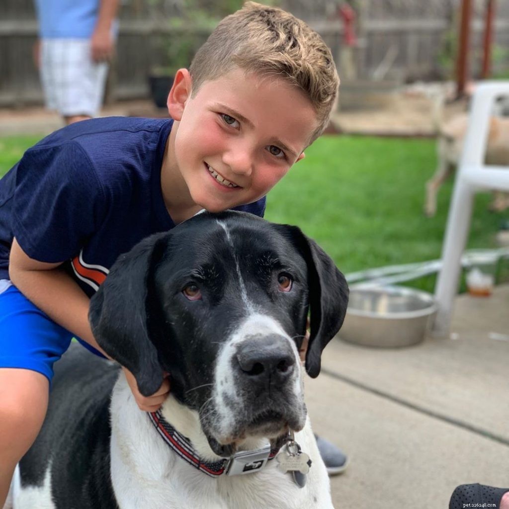 Saint Dane Dog: Comprehensive Breed Profile & Care Guide