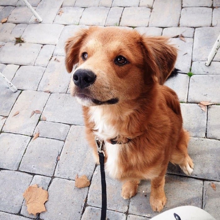 Golden Collie: Comprehensive Breed Profile & Care Guide