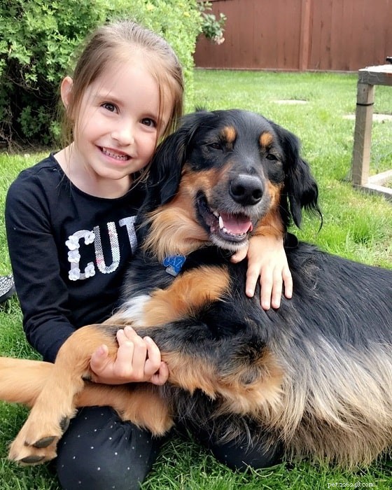 Golden Collie: Comprehensive Breed Profile & Care Guide