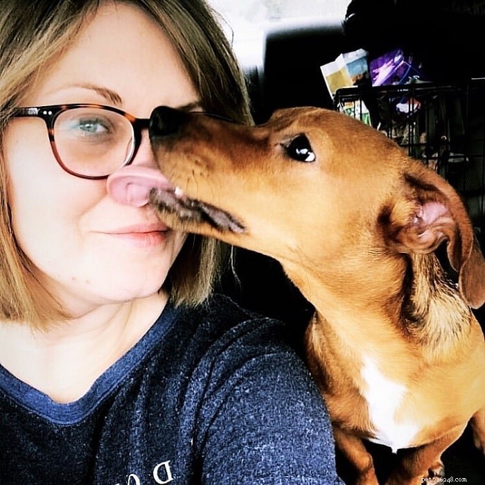 Jackshund Dog: Comprehensive Breed Profile