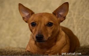 Jackshund Dog: Comprehensive Breed Profile